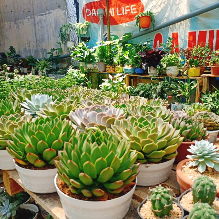 Không gian nghệ thuật tại Sen Đá Nha Trang (Ảnh 1)