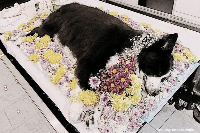 Dịch vụ Mai táng Thú Cưng – Burial & Cremation Dreampet ảnh 2