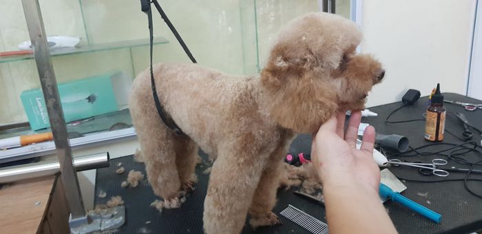 Hình ảnh không gian khám chữa bệnh tại Phòng khám thú y Hoàng Nam