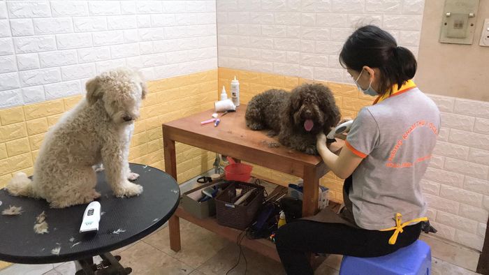 Hình ảnh dịch vụ tại Phòng Khám Thú Y Ocean Pet - Chăm sóc tận tâm