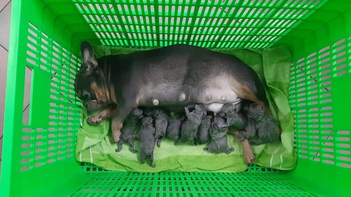 Hình ảnh phòng khám thú y Phượng Điệp - không gian chăm sóc đầy tình thương
