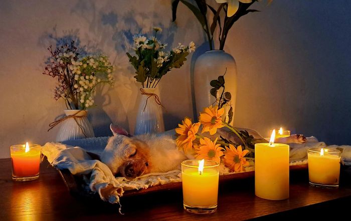Dịch Vụ Mai táng Thú Cưng – Burial & Cremation Dreampet ảnh 1