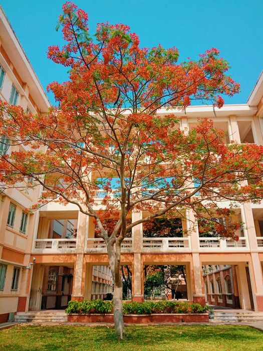 Khoảnh khắc đẹp tại THPT Vũng Tàu - Ngôi trường của những thành công (Ảnh 2)