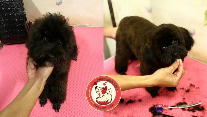 Quy trình chăm sóc thú cưng chuyên nghiệp tại Saigon Pet