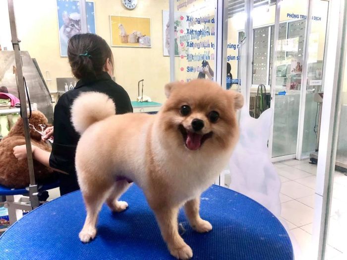 Không gian khám chữa bệnh hiện đại tại Phòng khám thú y Petplus
