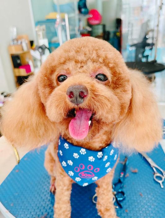 Quy trình cắt tỉa chuyên nghiệp tại MaiLee Pet
