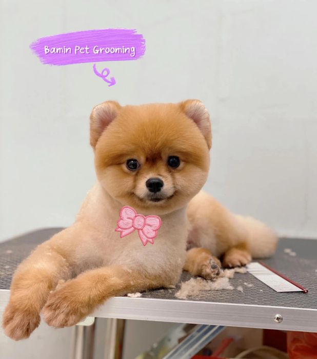 Khoảnh khắc chăm sóc chu đáo tại BAMIN PET HOME