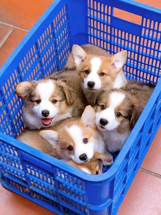 Tú Phễu Kennel - Hình ảnh 2
