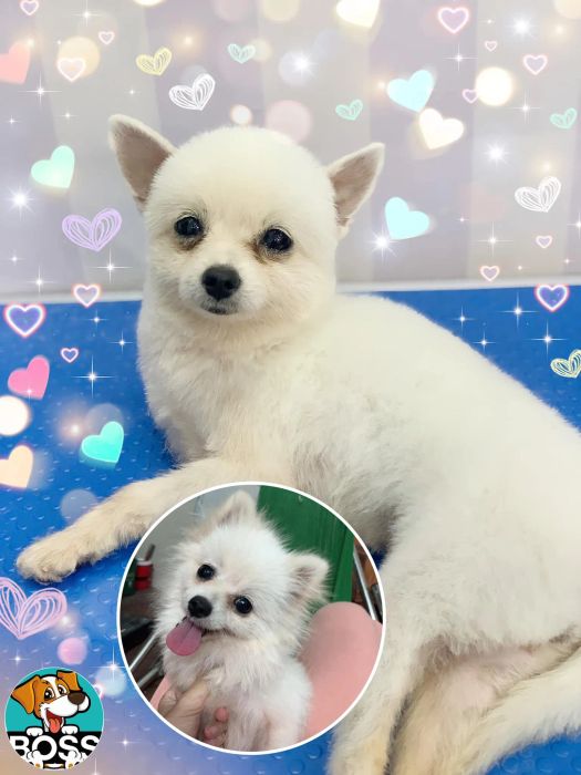 Khoảnh khắc chăm sóc thú cưng tại Boss Spa-Grooming