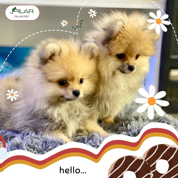 Pilar Pet hình ảnh 1