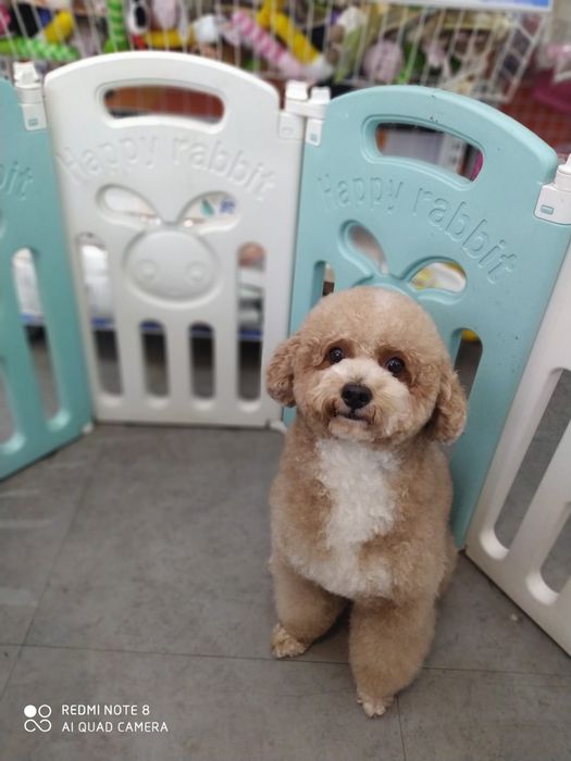 Oscar Petshop hình ảnh 2