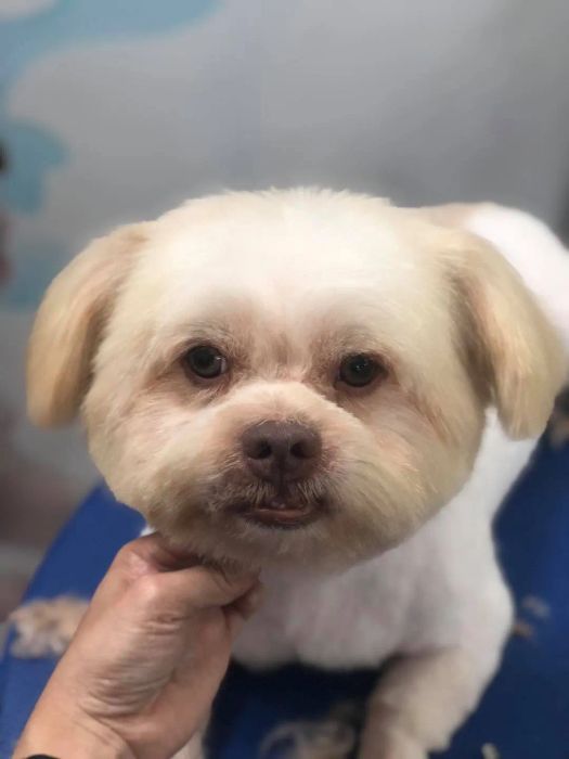 Quy trình chăm sóc thú cưng chuyên nghiệp tại Petplus