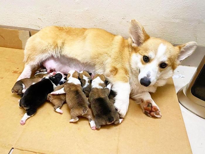 Furicious Corgi Kennel - Hình ảnh 2
