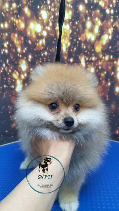 Không gian làm đẹp tiêu chuẩn tại SU PET Spa & Grooming