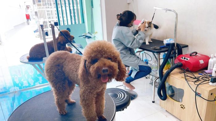 Khoảnh khắc chăm sóc thú cưng đáng yêu tại MaiLee Pet
