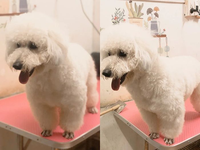 Không gian khám chữa hiện đại tại Phòng khám Thú y Saigon Pet
