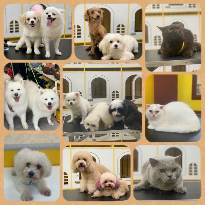Nhà Pet hình ảnh 1