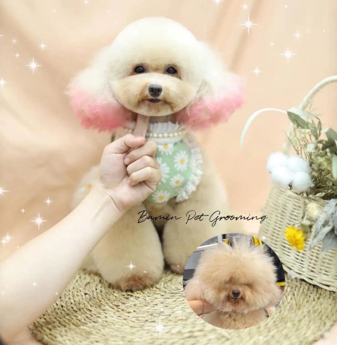 Không gian chăm sóc hiện đại tại BAMIN PET HOME