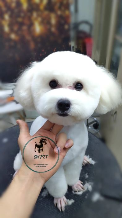 Khoảnh khắc thú cưng được chăm sóc tận tình tại SU PET