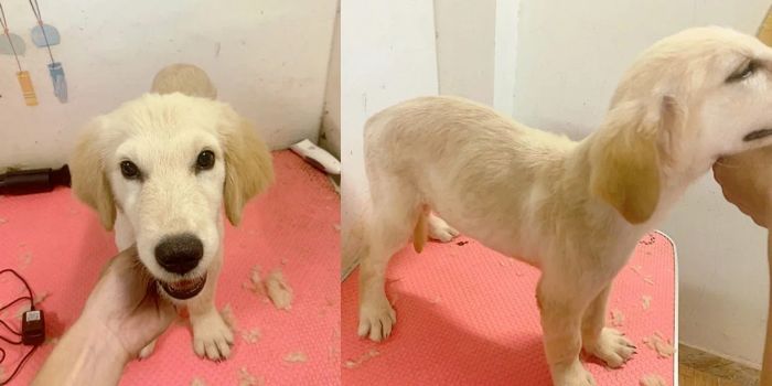 Không gian chăm sóc thú cưng hiện đại tại Saigon Pet