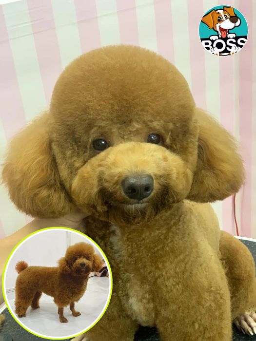 Hình ảnh không gian sang trọng tại Boss Spa-Grooming