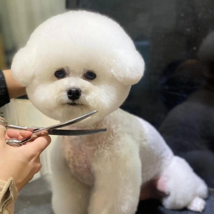 Quy trình chăm sóc thú cưng chuyên nghiệp tại BAMIN PET HOME