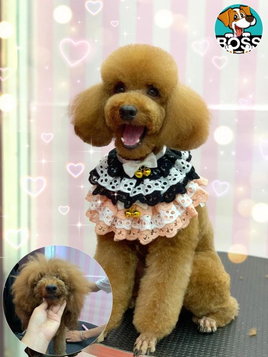 Không gian sang trọng và hiện đại tại Boss Spa-Grooming