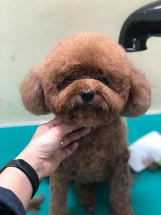 Khoảnh khắc thú cưng được điều trị tận tình tại Petplus