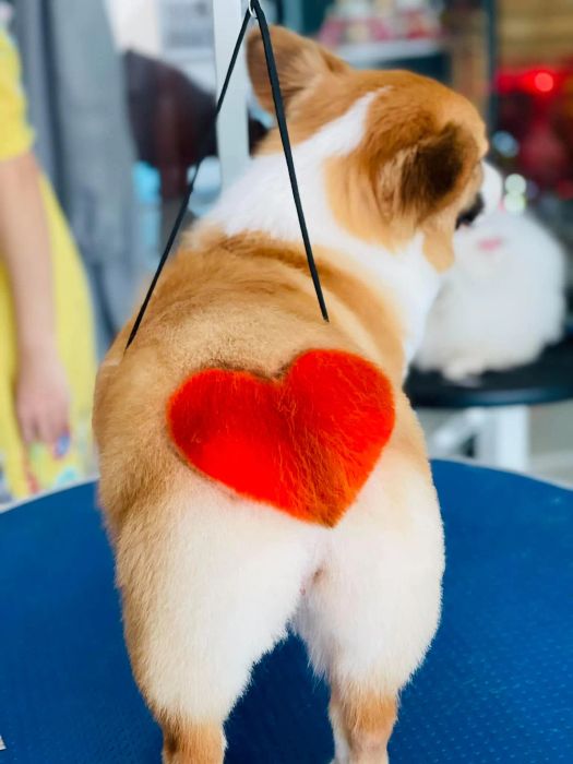 Không gian chăm sóc thú cưng tiêu chuẩn tại MaiLee Pet