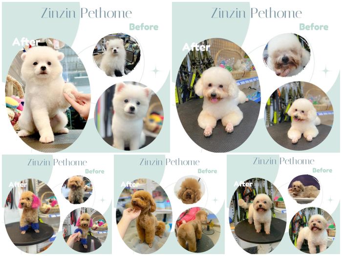 Không gian sang trọng và hiện đại tại ZinZin PetHome