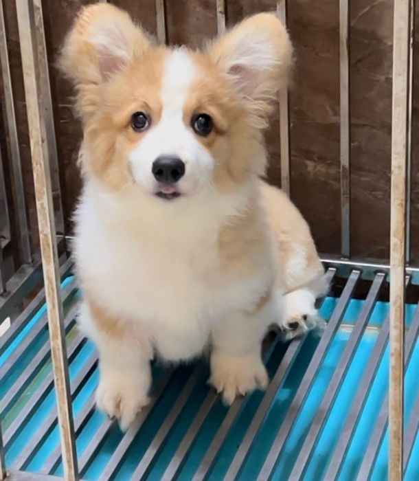 Bingo Corgi House - Hình ảnh 1