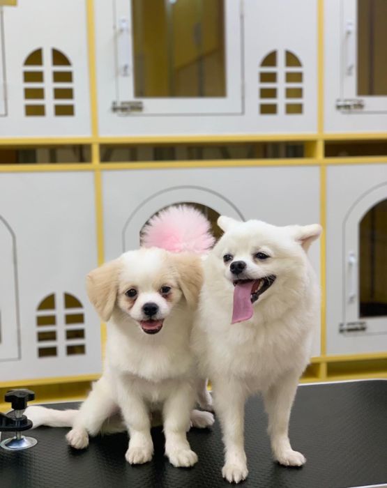 Nhà Pet hình ảnh 2