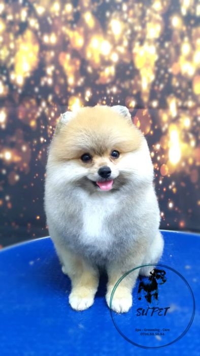 Không gian spa sang trọng tại SU PET