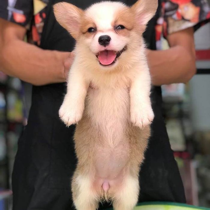 PT Pet Shop - Hình ảnh 2