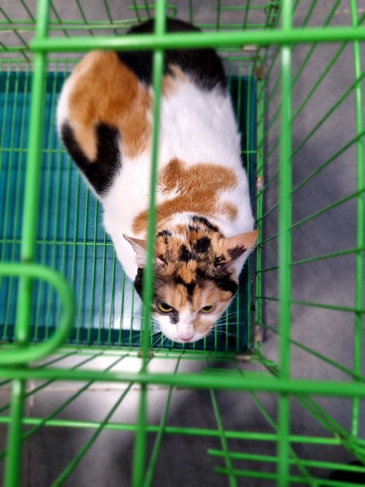 Không gian hiện đại tại Phòng Khám Thú Y Trường Sa