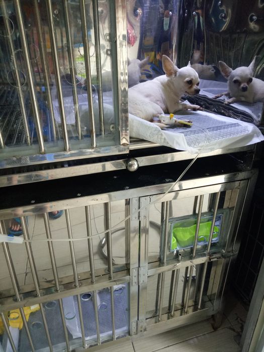 Hình ảnh dịch vụ chăm sóc chuyên nghiệp tại Vetcare