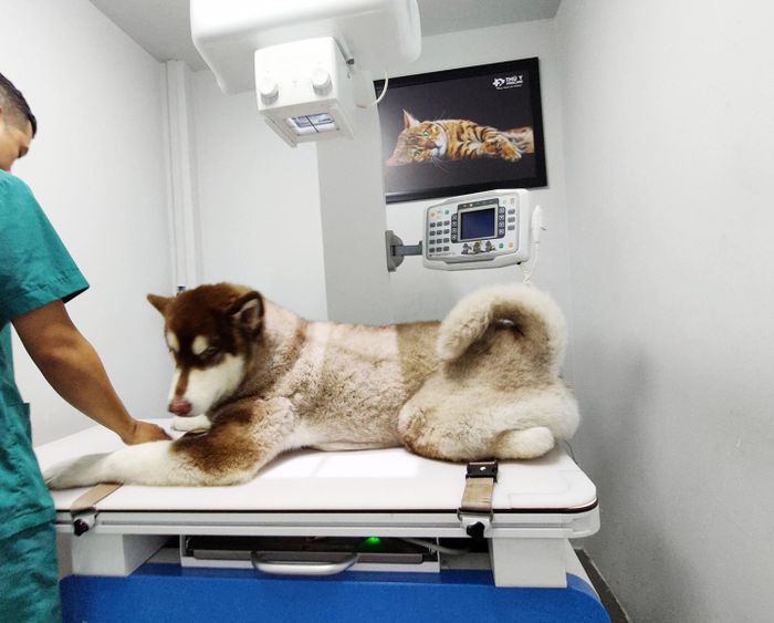 Không gian hiện đại tại Phòng Mạch Thú Y ProCare