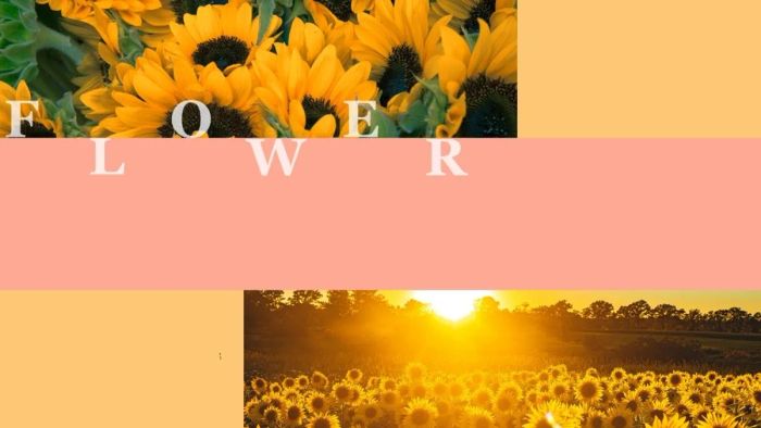 Mẫu slide PowerPoint hoa hướng dương thanh thoát