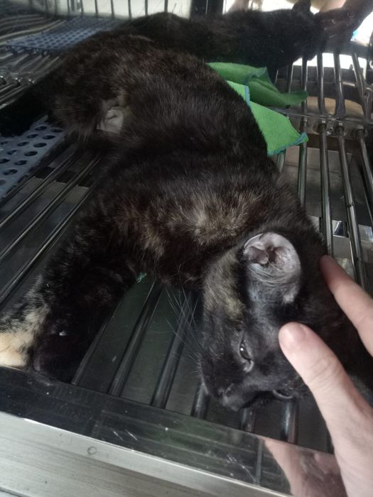 Hình ảnh đội ngũ bác sĩ chuyên nghiệp tại Vetcare
