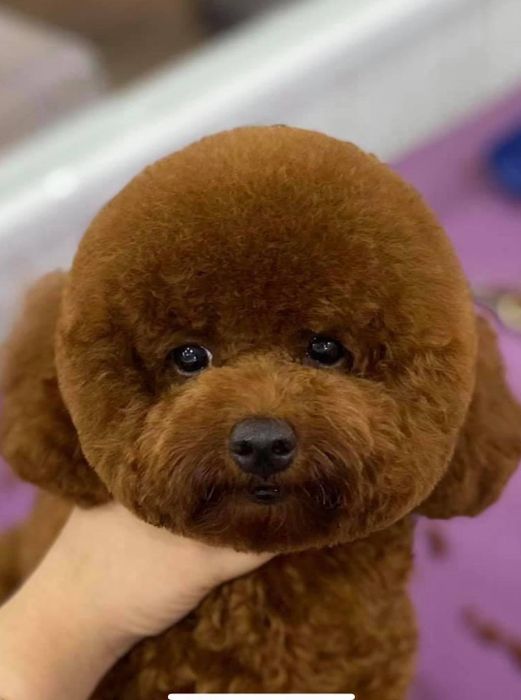 Khoảnh khắc thú cưng được chăm sóc tại PETS QUY NHON SHOP