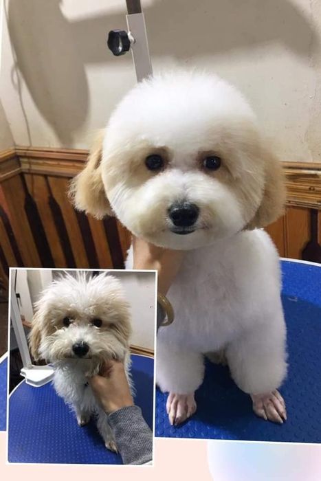 Hình ảnh Phòng khám thú y PET 911 - Không gian chăm sóc đạt chuẩn