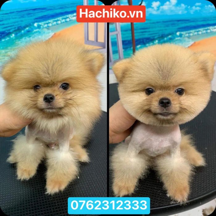Quy trình chăm sóc chuyên nghiệp tại Hachiko - Ảnh 2