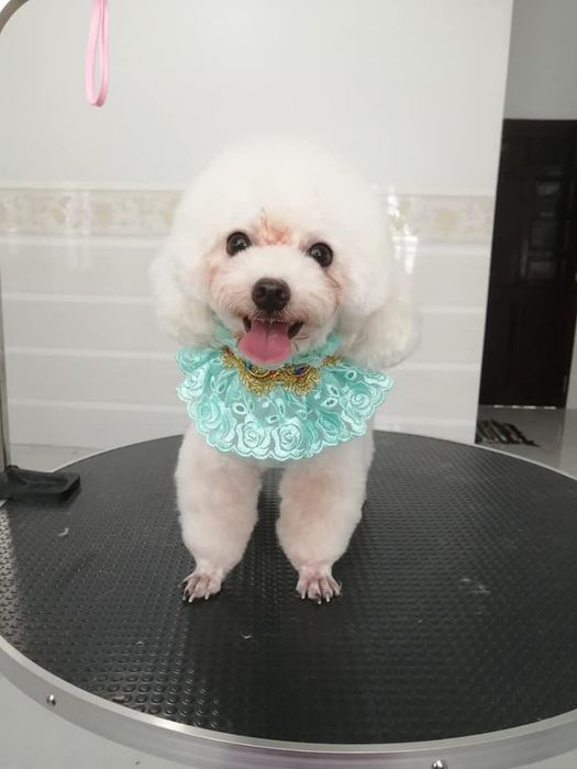 Hình ảnh 2 - Đội ngũ bác sĩ chuyên nghiệp tại Zinpet