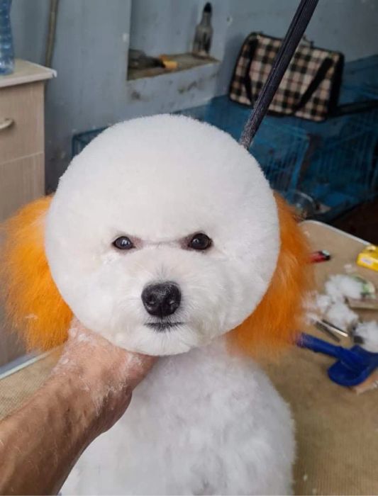 Khoảnh khắc thú cưng được chăm sóc chuyên nghiệp tại Royal Pet Shop