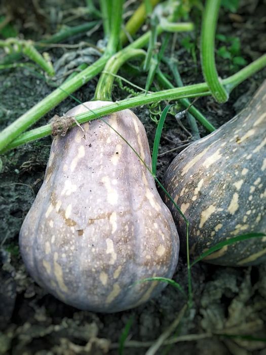 M.A.I Organics ảnh 3