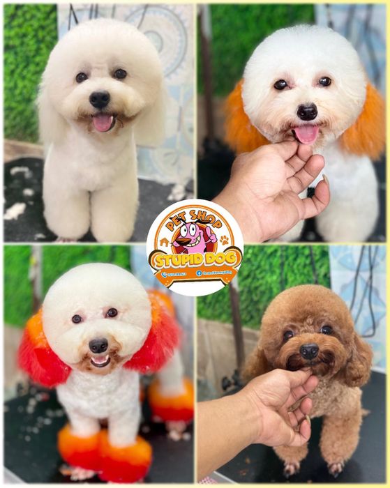 Quy trình chăm sóc thú cưng chuyên nghiệp tại Stupid Dog