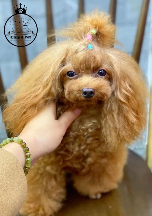 Không gian sang trọng tại Chipu Pet - Ảnh 2