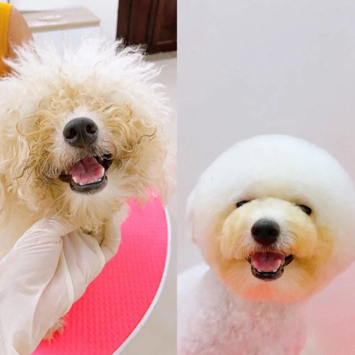 Hệ thống phòng spa và khách sạn hiện đại tại Guu Pet Spa & Hotel