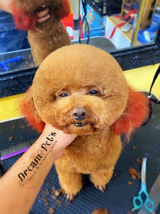 Quy trình chăm sóc thú cưng chuyên nghiệp tại DREAM PET'S