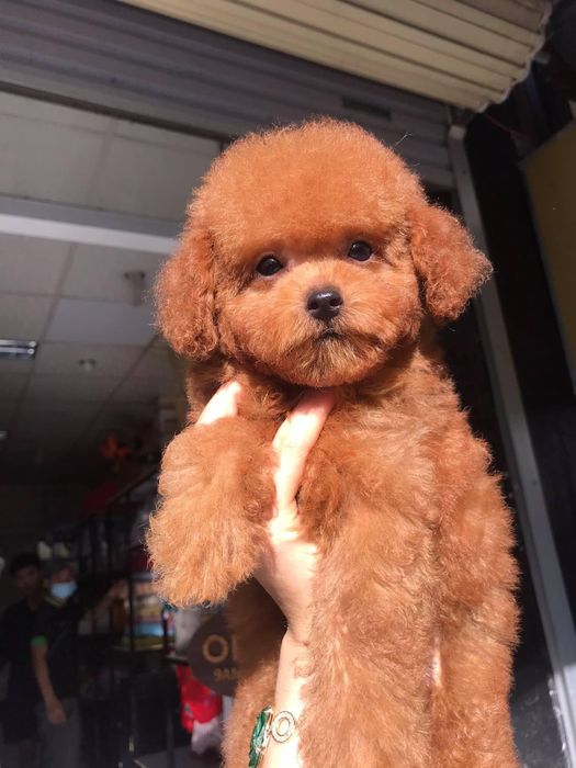 Khoảnh khắc thú cưng hạnh phúc tại DREAM PET'S